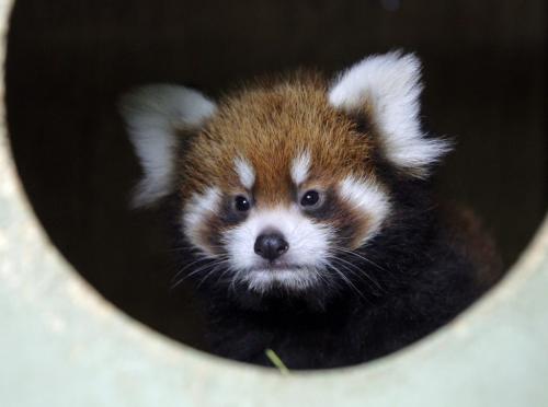 A baby Red Panda in her area at the Zoo. International Red Panda Day is Saturday September 15th and the Assiniboine Park Zoo will be celebrating in a big way! The Zoo is home to three red pandas - Rufus, Rouge and their cub who was born on June 30 of this year. The female cub has yet to be named and the Assiniboine Park Zoo is asking the community to help. September 14, 2012  BORIS MINKEVICH / WINNIPEG FREE PRESS