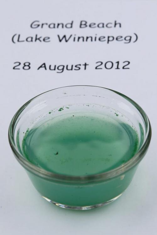 September 16, 2012 - 120916  -  A sample of blue-green algae recently collected from Grand Beach was on display during a rally to help save the ELA at The Forks Sunday September 16, 2012.    John Woods / Winnipeg Free Press