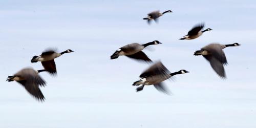 Canada Geese fly in Sage Creek, Winnipeg. September 18, 2012  BORIS MINKEVICH / WINNIPEG FREE PRESS