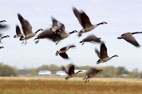 Canada Geese fly in Sage Creek, Winnipeg. September 18, 2012  BORIS MINKEVICH / WINNIPEG FREE PRESS