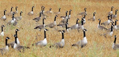 Canada Geese in Sage Creek, Winnipeg. September 18, 2012  BORIS MINKEVICH / WINNIPEG FREE PRESS