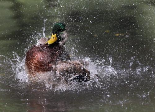 A mallard duck does a water dance on Lord Selkirk creek in Kildonan Park Thursdsay- Standup photo September20, 2012   (JOE BRYKSA / WINNIPEG FREE PRESS)