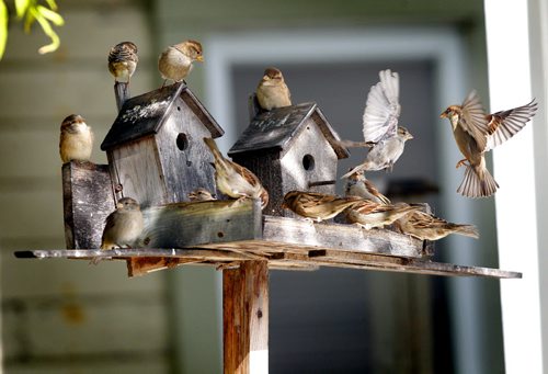A flock of sparrows feast in a bird feeder in the back lane of 444 Spence Street. September 21, 2012  BORIS MINKEVICH / WINNIPEG FREE PRESS