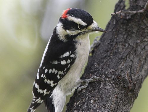 A Downy Woodpecker at work in Kildonan Park Tuesday- The Downy woodpecker is the smallest in North America but is also the most common- Standup photo September 25, 2012   (JOE BRYKSA / WINNIPEG FREE PRESS)