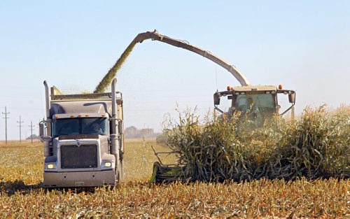Brandon Sun 25092012 Corn is harvested east of Souris on a warm and sunny Tuesday afternoon. (Tim Smith/Brandon Sun)