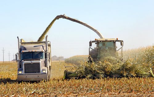 Brandon Sun 25092012 Corn is harvested east of Souris on a warm and sunny Tuesday afternoon. (Tim Smith/Brandon Sun)
