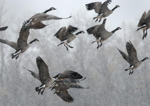 Canada geese fly through the snow Thursday afternoon near Hyw 101 and McPhillips Ave- Standup photo October 04, 2012   (JOE BRYKSA / WINNIPEG FREE PRESS)