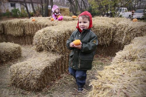 October 7, 2012 - 121007  - Two year old Gabriel Leon and his sister Katia (5) make their way through a maze after picking pumpkins with their family at Schwabe Pumpkins on Henderson Sunday October 7, 2012.  John Woods / Winnipeg Free Press