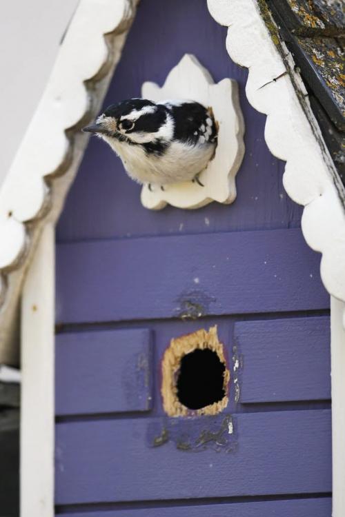 October 14, 2012 - 121014  -  A female Downy Woodpecker does some home renovations Sunday October 14, 2012.  John Woods / Winnipeg Free Press