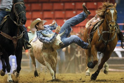 Brandon Sun 19102012 Alistair Hagan tries to grab onto a steer during the Steer Wrestling event on day two of the Manitoba Finals Rodeo at the 2012 Wheat City Stampede at Westman Place on Friday evening. (Tim Smith/Brandon Sun)