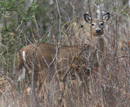 Whitetail deer in Birds Hill Provincial Park Monday looking for the last of the green foliage and grass- Standup photo October 22, 2012   (JOE BRYKSA / WINNIPEG FREE PRESS)