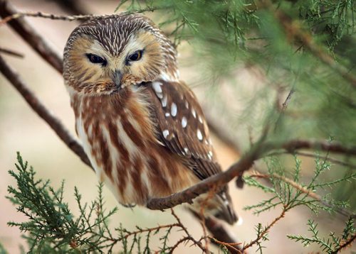 Brandon Sun A northern saw-whet owl rests in a tree near Nineteenth Street, Wednesday afternoon.The species range from Alaska all the way down to Mexico, although they usually migrate away from snowfall. (Colin Corneau/Brandon Sun)
