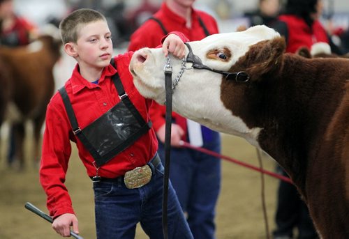 Brandon Sun 03112012 Levi Rimke, 12, works to keep his hereford Wish List in line while showing in the Grand Champion Female class at the Manitoba Livestock Expo in the Keystone Centre's Westoba Credit Union Agricultural Centre of Excellence on Saturday. (Tim Smith/Brandon Sun)