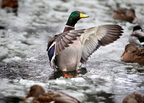 A duck spreads it's wings to lift itself out of the ice that has formed  around it on the Assiniboine Park Duck Pond Saturday morning. Standup Photo Nov 10 ,  2012 (Ruth Bonneville/Winnipeg Free Press)