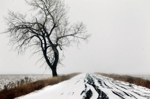 A lone tree stands next to a dirt that seems to lead to no where just off No 1 Highway near Starbuck Manitoba Saturday as Manitoba experiences its 1st snowstorm of the season. Standup Photo Nov 10 ,  2012 (Ruth Bonneville/Winnipeg Free Press)