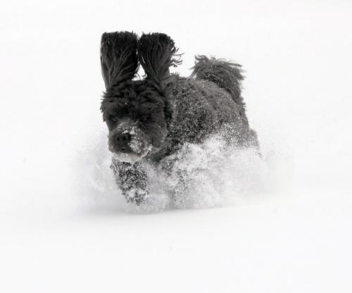 Dashing through the snow... Bailey, a 3 year old poodle cross from Island Lakes, SE Winnipeg, rips through the snow while his owners dug out of the city's first winter snow storm. In this frame his floppy ears seem to stand strait up. November 11, 2012  BORIS MINKEVICH / WINNIPEG FREE PRESS