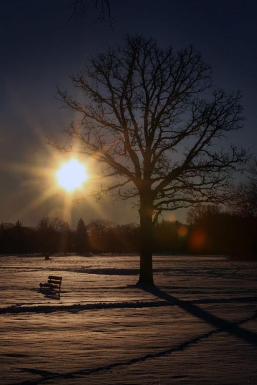 Chilling morning- The sun rises in Assiniboine Park Thursday morning as Winnipeg woke up to a chilly morning of -13C with a wind chill of -18C  Highs today for Winnipeg is set at -5 C- Standup Photo November 15, 2012   (JOE BRYKSA / WINNIPEG FREE PRESS)