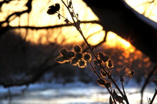 The hairs on a thistle alongside the banks of the Assiniboine River  glow as the sun sets across the river near Omands Creek Thursday late afternoon. Standup photo  Nov 15 ,  2012 (Ruth Bonneville/Winnipeg Free Press)