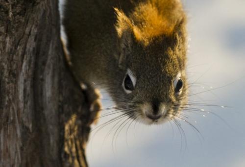 121118 Winnipeg - A squirrel hangs out from a tree in Kildonan Park Sunday morning. DAVID LIPNOWSKI / WINNIPEG FREE PRESS