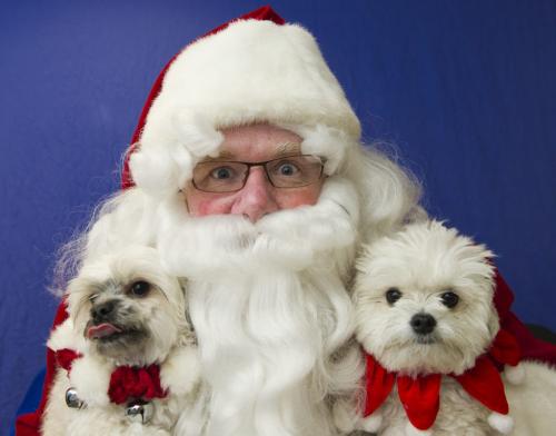 121118 Winnipeg - Winnipeg Free Press columnist Doug Speirs poses for a photo with Lola (left) and Bronx Sunday afternoon as many people brought in their pets to have the photo taken with Santa Paws in support of the Winnipeg Humane Society. DAVID LIPNOWSKI / WINNIPEG FREE PRESS