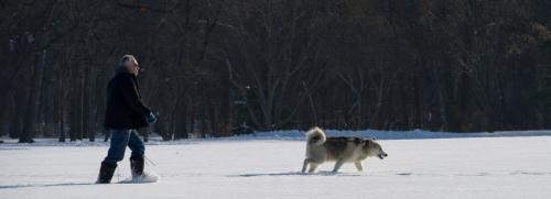 121118 Winnipeg - Claude Drobot  walks with his dog Juno, a Husky Malamute, Sunday morning at Kildonan Park. DAVID LIPNOWSKI / WINNIPEG FREE PRESS