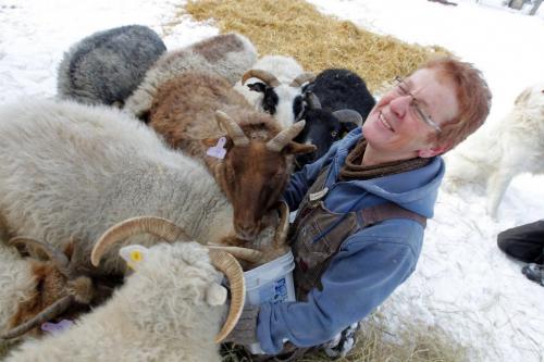 Clayton & Wendy Kunzelman farm in Inwood, Manitoba. They have special rare Icelandic sheep. November 16, 2012  BORIS MINKEVICH / WINNIPEG FREE PRESS