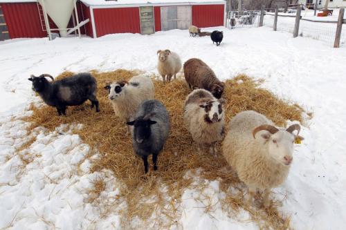 Clayton & Wendy Kunzelman farm in Inwood, Manitoba. They have special rare Icelandic sheep. November 16, 2012  BORIS MINKEVICH / WINNIPEG FREE PRESS