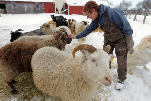 Clayton & Wendy Kunzelman farm in Inwood, Manitoba. They have special rare Icelandic sheep. November 16, 2012  BORIS MINKEVICH / WINNIPEG FREE PRESS