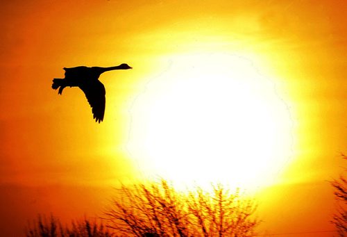 STDUP Weather Äì unseasonably warm weather has brought the Canada Geese back , in pic goose begins it's decent on to a retention pond on Garden Grove Dr. at Wendon Bay  at sunrise  KEN GIGLIOTTI  / WINNIPEG FREE PRESS  / MARCH 19 2012 ( kg2012yearend )