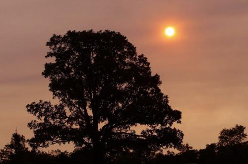 STDUP Äì  An orange sunrise  rose over Assiniboine Park through the haze  caused by 93% humidity Wed. Morning , will be hot one today KEN GIGLIOTTI / WINNIPEG FREE PRESS  /  June 27 2012  ( kg2012yearend )