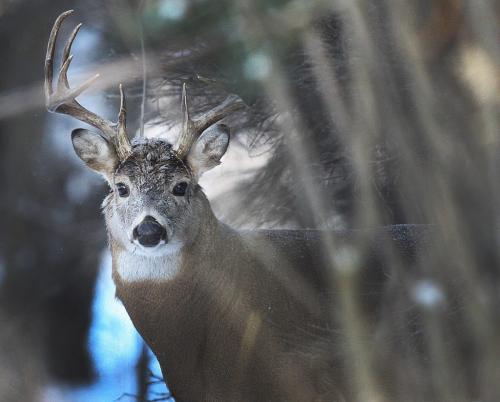 A majestic large White-tailed deer listens for sounds in the forest Tuesday morning near La Barriere Park in the RM of Richot Standup Photo- November 27, 2012   (JOE BRYKSA / WINNIPEG FREE PRESS)