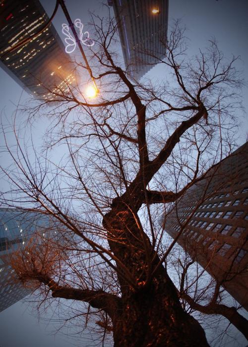A lone tree stands among Portage and Main buildings Sunday, December 2, 2012. (John Woods/Winnipeg Free Press)