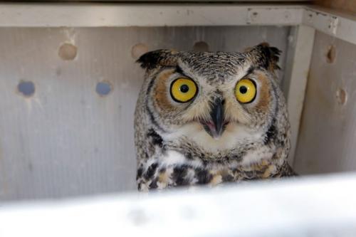 A Great Horned Owl that was caught up in some soccer nets in Shamrock Park in Southdale on November 16th was rehabilitated and returned to the the city park behind Shamrock School and released this afternoon. Here he looks out at us from the release box. December 4, 2012  BORIS MINKEVICH / WINNIPEG FREE PRESS