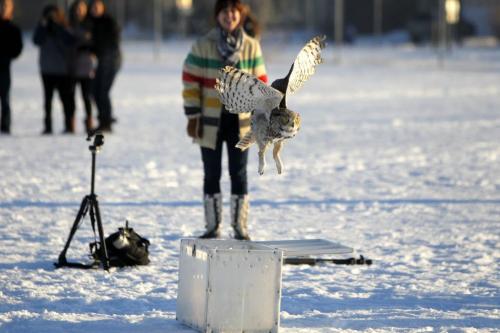 A Great Horned Owl that was caught up in some soccer nets in Shamrock Park in Southdale on November 16th was rehabilitated and returned to the the city park behind Shamrock School and released this afternoon. Sequence of the release. December 4, 2012  BORIS MINKEVICH / WINNIPEG FREE PRESS