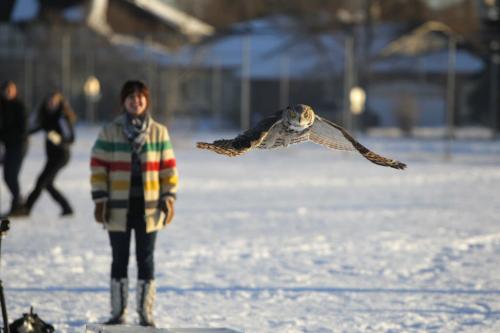 A Great Horned Owl that was caught up in some soccer nets in Shamrock Park in Southdale on November 16th was rehabilitated and returned to the the city park behind Shamrock School and released this afternoon. Sequence of the release. December 4, 2012  BORIS MINKEVICH / WINNIPEG FREE PRESS