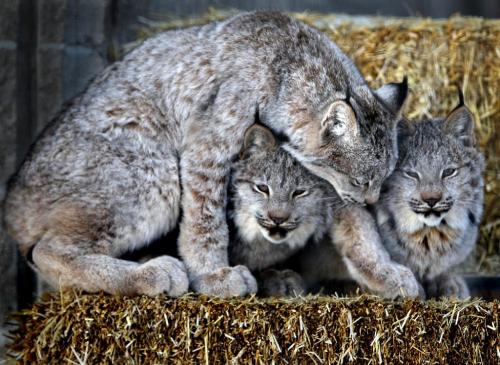 Three lynx kittens born in April cozy up together in their enclosure at the Assiniboine Park Zoo Tuesday afternoon.   Standup photo   Dec 04, 2012, Ruth Bonneville  (Ruth Bonneville /  Winnipeg Free Press)