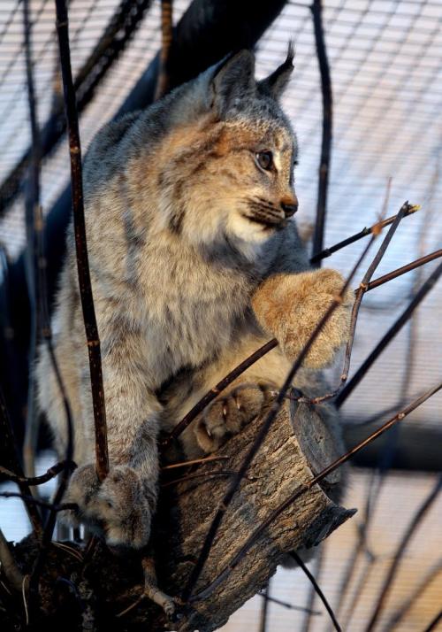 A 8 month old lynx kittens born in April sits cozy in its enclosure at the Assiniboine Park Zoo Tuesday afternoon.   Standup photo   Dec 04, 2012, Ruth Bonneville  (Ruth Bonneville /  Winnipeg Free Press)