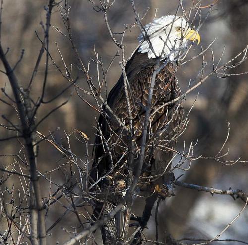 Waiting for Lunch-A giant bald eagle sits in a tree looking for lunch along the banks of the Assiniboine River Wednesday- Dec 05, 2012   (JOE BRYKSA / WINNIPEG FREE PRESS)