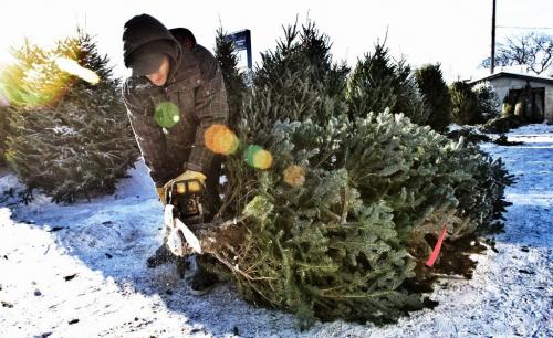 Keith Bishop, 24, trims a Christmas Tree for a customer at the family business at The Rock Jewelry shop on Corydon. The Bishops have been selling trees for 27 years on Corydon Avenue.  121209 December 09, 2012 Mike Deal / Winnipeg Free Press