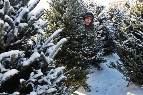 Keith Bishop, 24, hauls out a Christmas Tree for a customer at the family business at The Rock Jewelry shop on Corydon. The Bishops have been selling trees for 27 years on Corydon Avenue.  121209 December 09, 2012 Mike Deal / Winnipeg Free Press