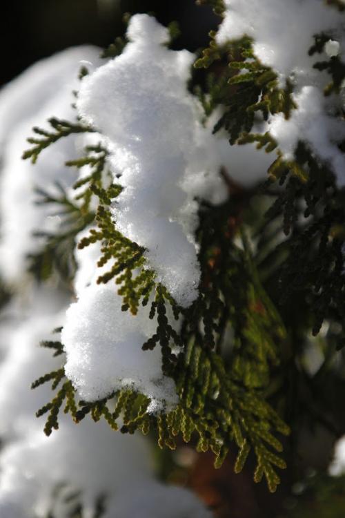 Snow covers a cedar treein River Heights Sunday, December 9, 2012. (John Woods/Winnipeg Free Press)