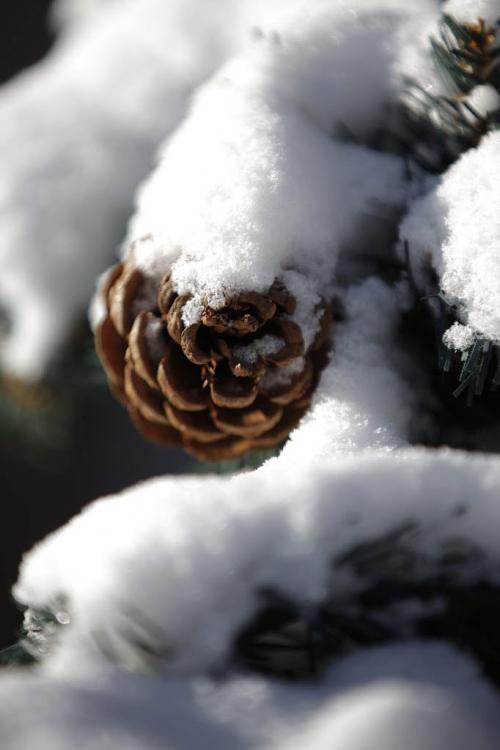 Snow covers a pine cone on some winter decorations in River Heights Sunday, December 9, 2012. (John Woods/Winnipeg Free Press)