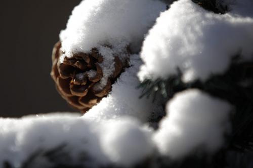 Snow covers a pine cone on some winter decorations in River Heights Sunday, December 9, 2012. (John Woods/Winnipeg Free Press)