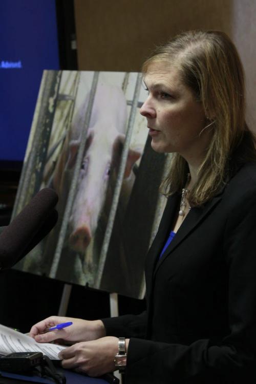 Twyla Francois with Mercy For Animals Canada at news conference Monday about an undercover investigation at Puratone facility in Arborg Mb. She is at a podium with photos of pigs taken at the facility.   (WAYNE GLOWACKI/WINNIPEG FREE PRESS) Winnipeg Free Press  Dec.10   2012