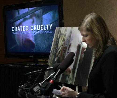 Twyla Francois with Mercy For Animals Canada at news conference Monday about an undercover investigation at Puratone facility in Arborg Mb. She is at a podium with a video and a photo taken at the facility.   (WAYNE GLOWACKI/WINNIPEG FREE PRESS) Winnipeg Free Press  Dec.10   2012