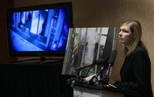 Twyla Francois with Mercy For Animals Canada at news conference Monday about an undercover investigation at Puratone facility in Arborg Mb. She is at a podium with a video and a photo taken at the facility.   (WAYNE GLOWACKI/WINNIPEG FREE PRESS) Winnipeg Free Press  Dec.10   2012