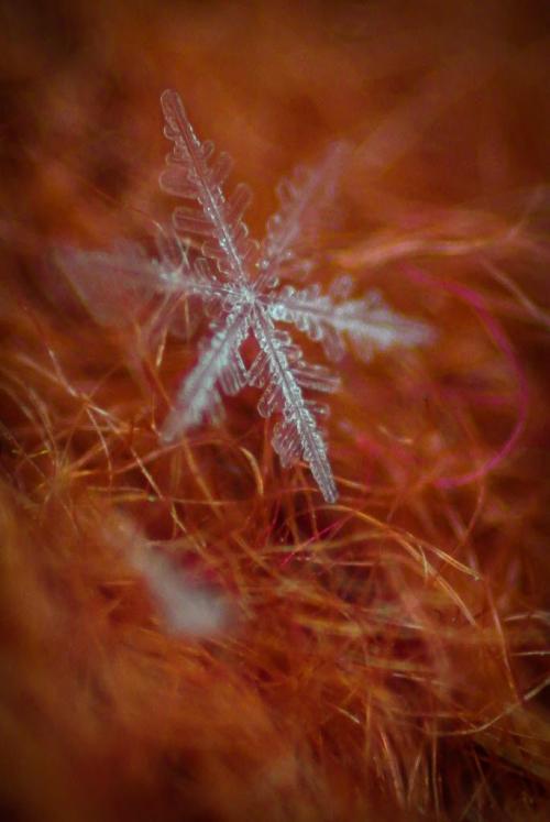 A snowflake is caught in the folds of a scarf during a snow fall in Winnipeg Wednesday morning. The image was captured with a special macro lens that can make small objects look very large. The equipment used to shoot these images were as follows: A Nikon 1 V1 camera body with the FT1 adapter (so Nikon F-mount lenses could be used). A 60mm macro lens with a 1.4x teleconverter was used to get the close-up images. The shutter speed ranged from 1/200 to 1/500 of a second while the aperture was set at f/2.8 but because of the teleconverter it was effectively f/5. I started the shooting session with a LED ring light, but the AA batteries died in the cold and I had to use a different LED panel light. 121212 - Wednesday, December 12, 2012 -  (MIKE DEAL / WINNIPEG FREE PRESS)