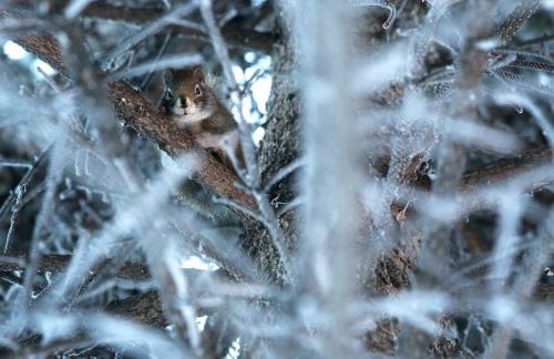 A squirrel peaks through foar frost covered branches at the Legislative Building from overnight fog that still covered much of the city around 9am, Saturday, December 15, 2012. (TREVOR HAGAN/WINNIPEG FREE PRESS)