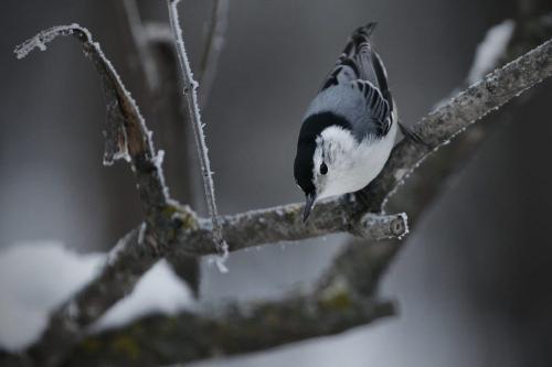 A winter standup at Assiniboine Park's english garden Saturday, December 15, 2012 for his Our Winnipeg story. (John Woods/Winnipeg Free Press)