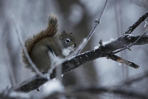 A winter standup at Assiniboine Park's english garden Saturday, December 15, 2012 for his Our Winnipeg story. (John Woods/Winnipeg Free Press)